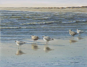 Seascapes/Cape-May-Herring-Gulls.jpg