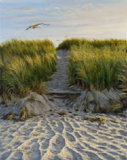 Seascapes/Dune-Path-Gull.jpg