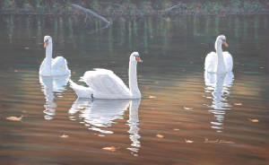 Wildlife/Back-Lit-Swans.jpg