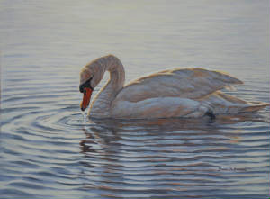 Wildlife/Dribbling-Swan.jpg