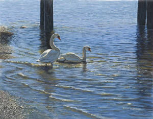 Wildlife/Glistening-Water-Swans.jpg