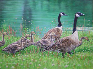 Wildlife/Goose-Family-Outing-.jpg