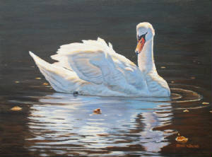 Wildlife/Illuminated-Swan.jpg