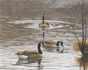 Wildlife/North-Carolina-Geese.jpg