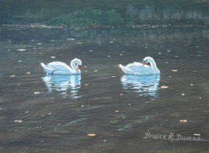 Wildlife/Preening-Swans.jpg