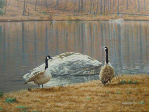 Wildlife/South-Carolina-Geese-.jpg
