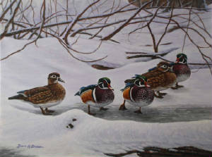 Wildlife/Winter-Wood-Ducks.jpg